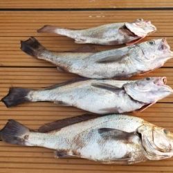 暁〜akatsuki〜 釣果