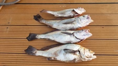 暁〜akatsuki〜 釣果