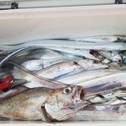 暁〜akatsuki〜 釣果