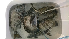 まこと渡船 釣果