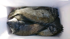 まこと渡船 釣果