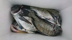 まこと渡船 釣果