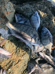 まこと渡船 釣果