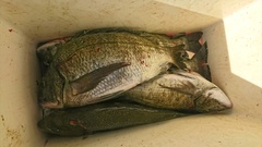 まこと渡船 釣果