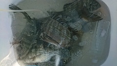 まこと渡船 釣果