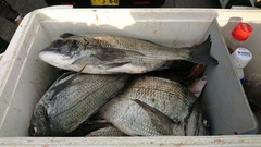 まこと渡船 釣果