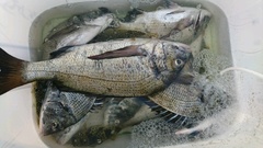 まこと渡船 釣果