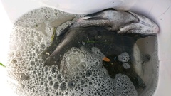 まこと渡船 釣果