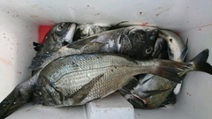 まこと渡船 釣果