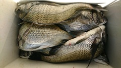 まこと渡船 釣果