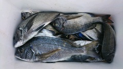 まこと渡船 釣果