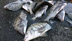 まこと渡船 釣果