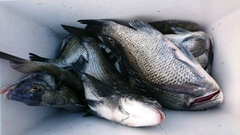 まこと渡船 釣果