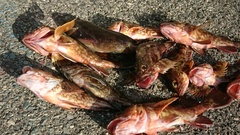 まこと渡船 釣果