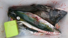 まこと渡船 釣果