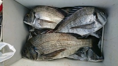 まこと渡船 釣果