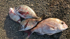 まこと渡船 釣果