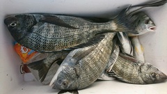 まこと渡船 釣果