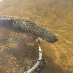 フィッシングレイクたかみや 釣果