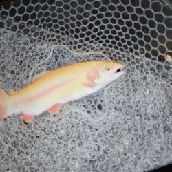 フィッシングレイクたかみや 釣果