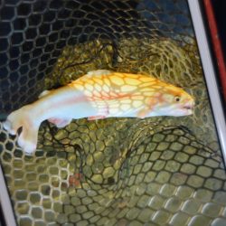 フィッシングレイクたかみや 釣果