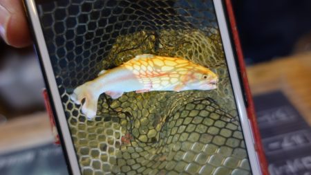 フィッシングレイクたかみや 釣果