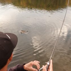 フィッシングレイクたかみや 釣果