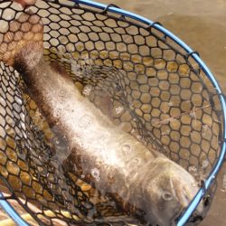 フィッシングレイクたかみや 釣果