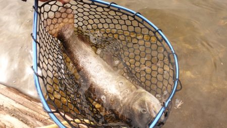 フィッシングレイクたかみや 釣果