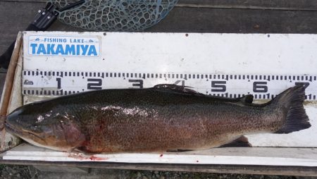 フィッシングレイクたかみや 釣果