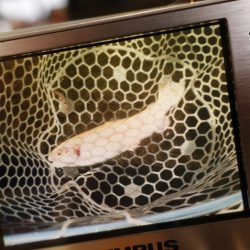 フィッシングレイクたかみや 釣果