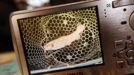 フィッシングレイクたかみや 釣果