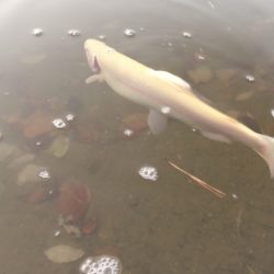 フィッシングレイクたかみや 釣果