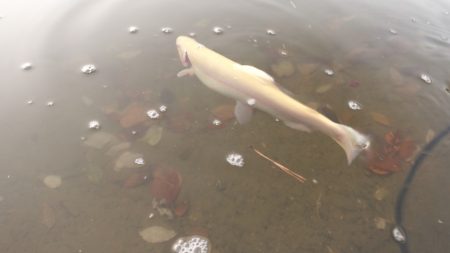 フィッシングレイクたかみや 釣果