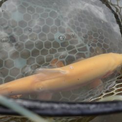 フィッシングレイクたかみや 釣果