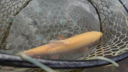 フィッシングレイクたかみや 釣果