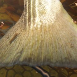 フィッシングレイクたかみや 釣果