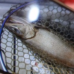 フィッシングレイクたかみや 釣果