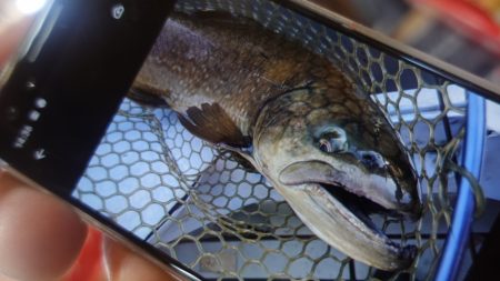 フィッシングレイクたかみや 釣果
