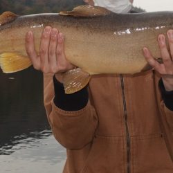 フィッシングレイクたかみや 釣果