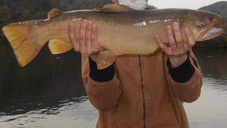 フィッシングレイクたかみや 釣果