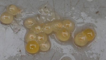 フィッシングレイクたかみや 釣果