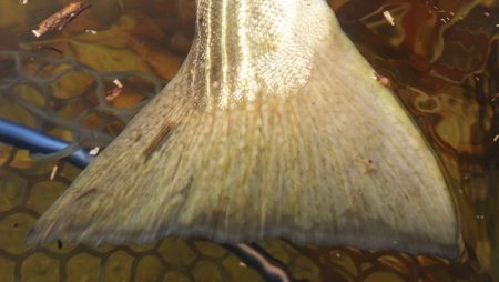 フィッシングレイクたかみや 釣果