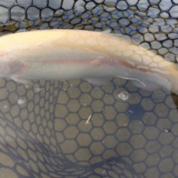 フィッシングレイクたかみや 釣果