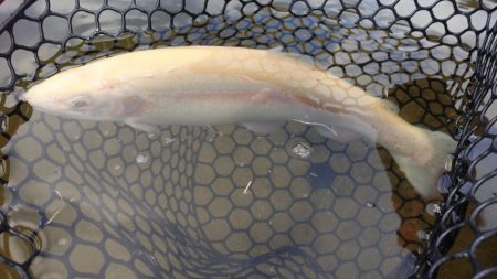 フィッシングレイクたかみや 釣果