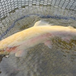 フィッシングレイクたかみや 釣果