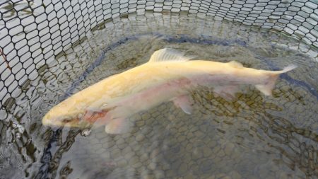 フィッシングレイクたかみや 釣果