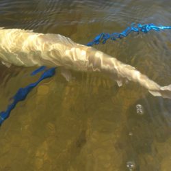 フィッシングレイクたかみや 釣果