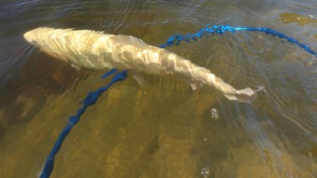 フィッシングレイクたかみや 釣果