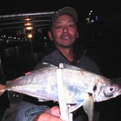 シーマジカル 釣果